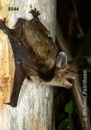 Big Brown Bat (Eptesicus fuscus)